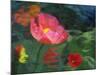 Impressionistic Poppies-David Carriere-Mounted Photographic Print