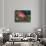 Impressionistic Poppies-David Carriere-Photographic Print displayed on a wall