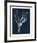 Impressions on Indigo II-null-Framed Art Print