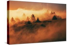 In A Dream On Mount Tamalpais, Marin County, San Francisco-Vincent James-Stretched Canvas