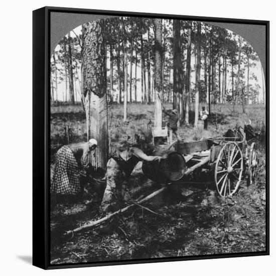In a Great Pine Forest, Collecting Turpentine, North Carolina, USA, Late 19th or Early 20th Century-null-Framed Stretched Canvas