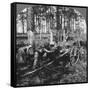 In a Great Pine Forest, Collecting Turpentine, North Carolina, USA, Late 19th or Early 20th Century-null-Framed Stretched Canvas