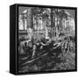 In a Great Pine Forest, Collecting Turpentine, North Carolina, USA, Late 19th or Early 20th Century-null-Framed Stretched Canvas