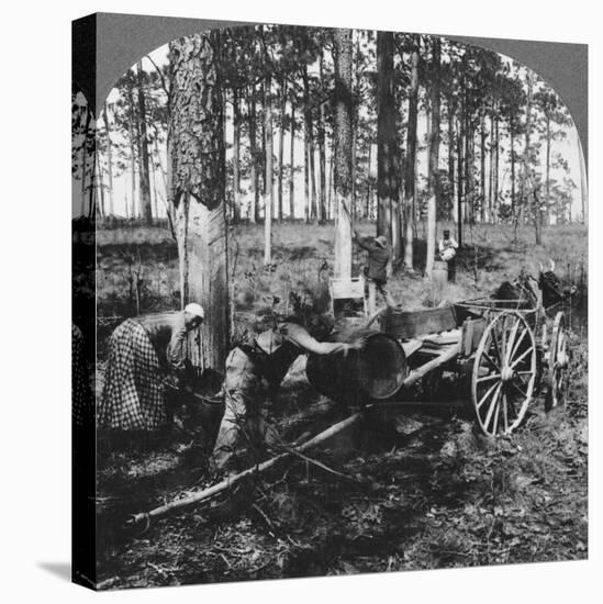 In a Great Pine Forest, Collecting Turpentine, North Carolina, USA, Late 19th or Early 20th Century-null-Stretched Canvas