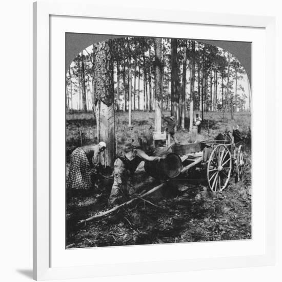 In a Great Pine Forest, Collecting Turpentine, North Carolina, USA, Late 19th or Early 20th Century-null-Framed Giclee Print