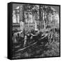 In a Great Pine Forest, Collecting Turpentine, North Carolina, USA, Late 19th or Early 20th Century-null-Framed Stretched Canvas