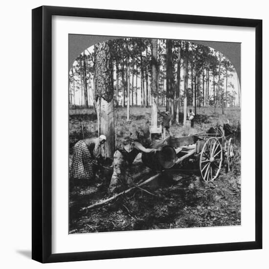 In a Great Pine Forest, Collecting Turpentine, North Carolina, USA, Late 19th or Early 20th Century-null-Framed Giclee Print