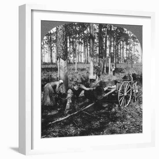 In a Great Pine Forest, Collecting Turpentine, North Carolina, USA, Late 19th or Early 20th Century-null-Framed Giclee Print