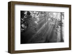 In a Haze-Tim Oldford-Framed Photographic Print