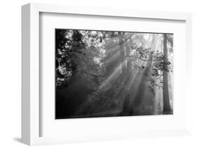 In a Haze-Tim Oldford-Framed Photographic Print