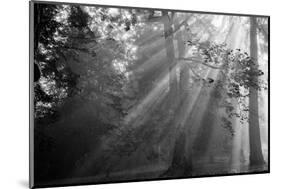 In a Haze-Tim Oldford-Mounted Photographic Print