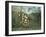 In a Tropical Forest (Struggle between Tiger and Bull)-Henri Rousseau-Framed Giclee Print