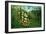 In a Tropical Forest; Tiger Attacks a Buffalo-Henri Rousseau-Framed Art Print