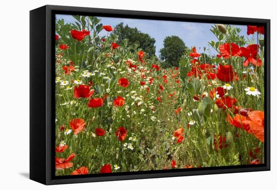 In Among the Poppies and Daisies-Adrian Campfield-Framed Stretched Canvas