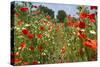 In Among the Poppies and Daisies-Adrian Campfield-Stretched Canvas