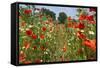 In Among the Poppies and Daisies-Adrian Campfield-Framed Stretched Canvas