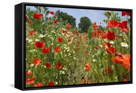 In Among the Poppies and Daisies-Adrian Campfield-Framed Stretched Canvas