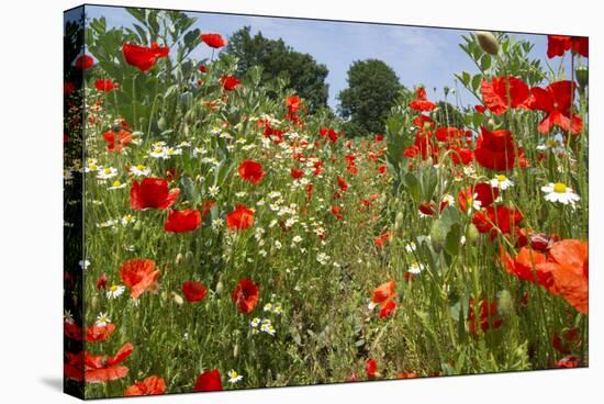 In Among the Poppies and Daisies-Adrian Campfield-Stretched Canvas