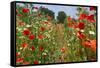 In Among the Poppies and Daisies-Adrian Campfield-Framed Stretched Canvas