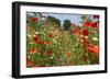 In Among the Poppies and Daisies-Adrian Campfield-Framed Premium Photographic Print