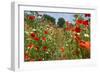 In Among the Poppies and Daisies-Adrian Campfield-Framed Premium Photographic Print