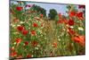 In Among the Poppies and Daisies-Adrian Campfield-Mounted Premium Photographic Print