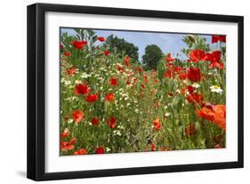 In Among the Poppies and Daisies-Adrian Campfield-Framed Photographic Print