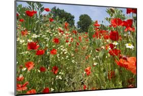 In Among the Poppies and Daisies-Adrian Campfield-Mounted Photographic Print