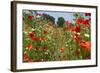 In Among the Poppies and Daisies-Adrian Campfield-Framed Photographic Print