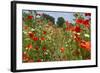 In Among the Poppies and Daisies-Adrian Campfield-Framed Photographic Print