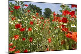 In Among the Poppies and Daisies-Adrian Campfield-Mounted Photographic Print