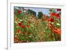 In Among the Poppies and Daisies-Adrian Campfield-Framed Photographic Print