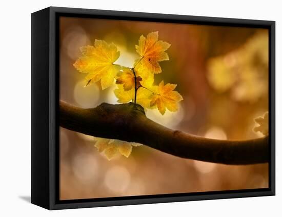 In Autumn 2-Ursula Abresch-Framed Stretched Canvas