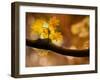 In Autumn 2-Ursula Abresch-Framed Photographic Print