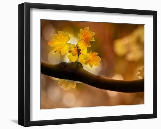 In Autumn 2-Ursula Abresch-Framed Photographic Print