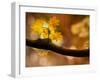 In Autumn 2-Ursula Abresch-Framed Photographic Print