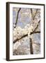 In Bloom I-Karyn Millet-Framed Photographic Print