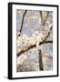 In Bloom I-Karyn Millet-Framed Photographic Print