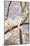 In Bloom I-Karyn Millet-Mounted Photographic Print