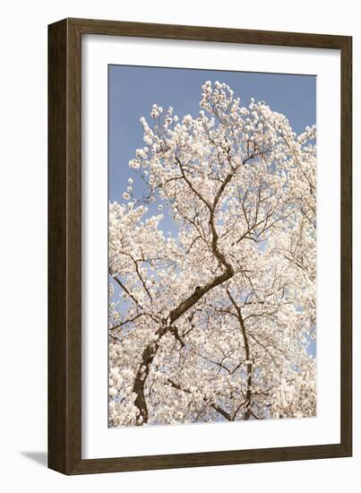 In Bloom II-Karyn Millet-Framed Photographic Print