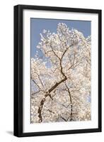 In Bloom II-Karyn Millet-Framed Photographic Print