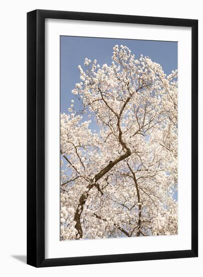 In Bloom II-Karyn Millet-Framed Photographic Print