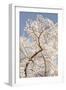 In Bloom II-Karyn Millet-Framed Photographic Print