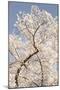 In Bloom II-Karyn Millet-Mounted Photographic Print