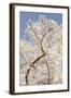 In Bloom II-Karyn Millet-Framed Photographic Print