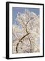 In Bloom II-Karyn Millet-Framed Photographic Print