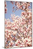 In Bloom IV-Karyn Millet-Mounted Photographic Print