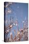In Bloom IX-Karyn Millet-Stretched Canvas