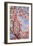 In Bloom V-Karyn Millet-Framed Photographic Print