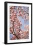 In Bloom V-Karyn Millet-Framed Photographic Print